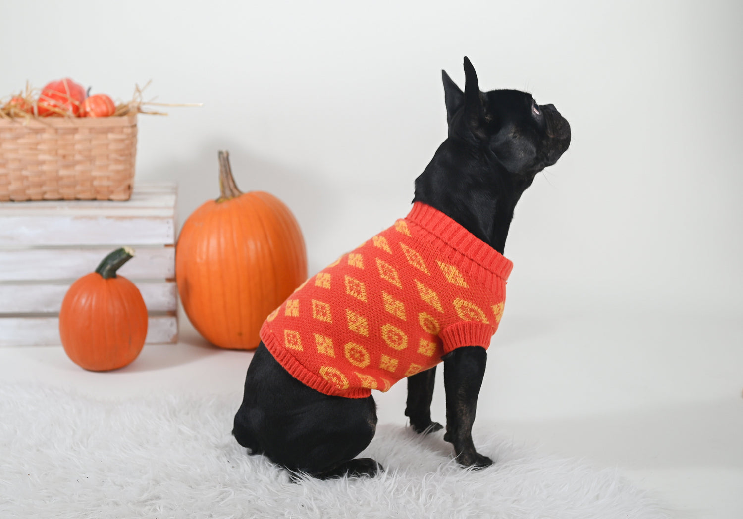 Doggie Clothing