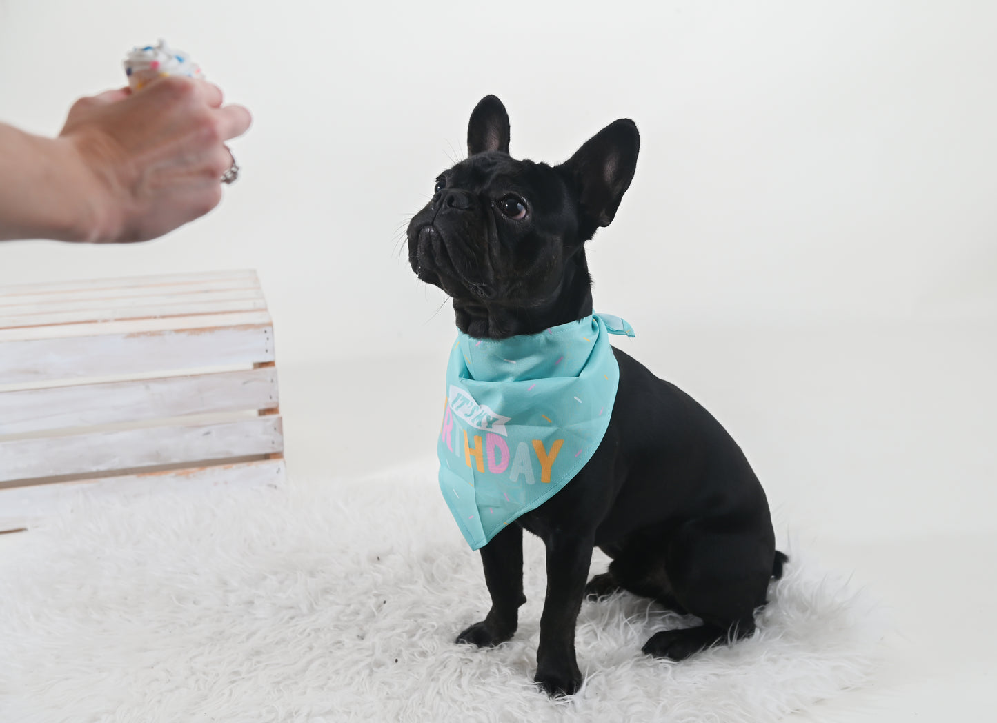 Birthday Bandana