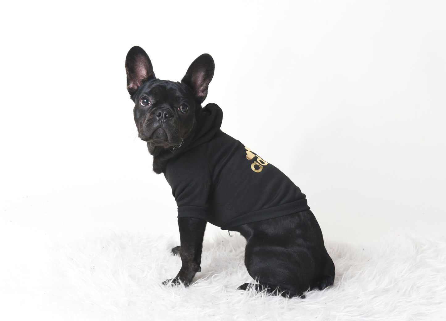 Hoodie Chercheur d'or pour chien