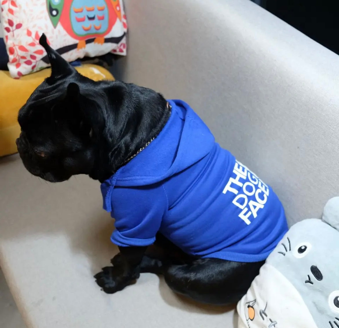 Hoodie bleu cool pour chien