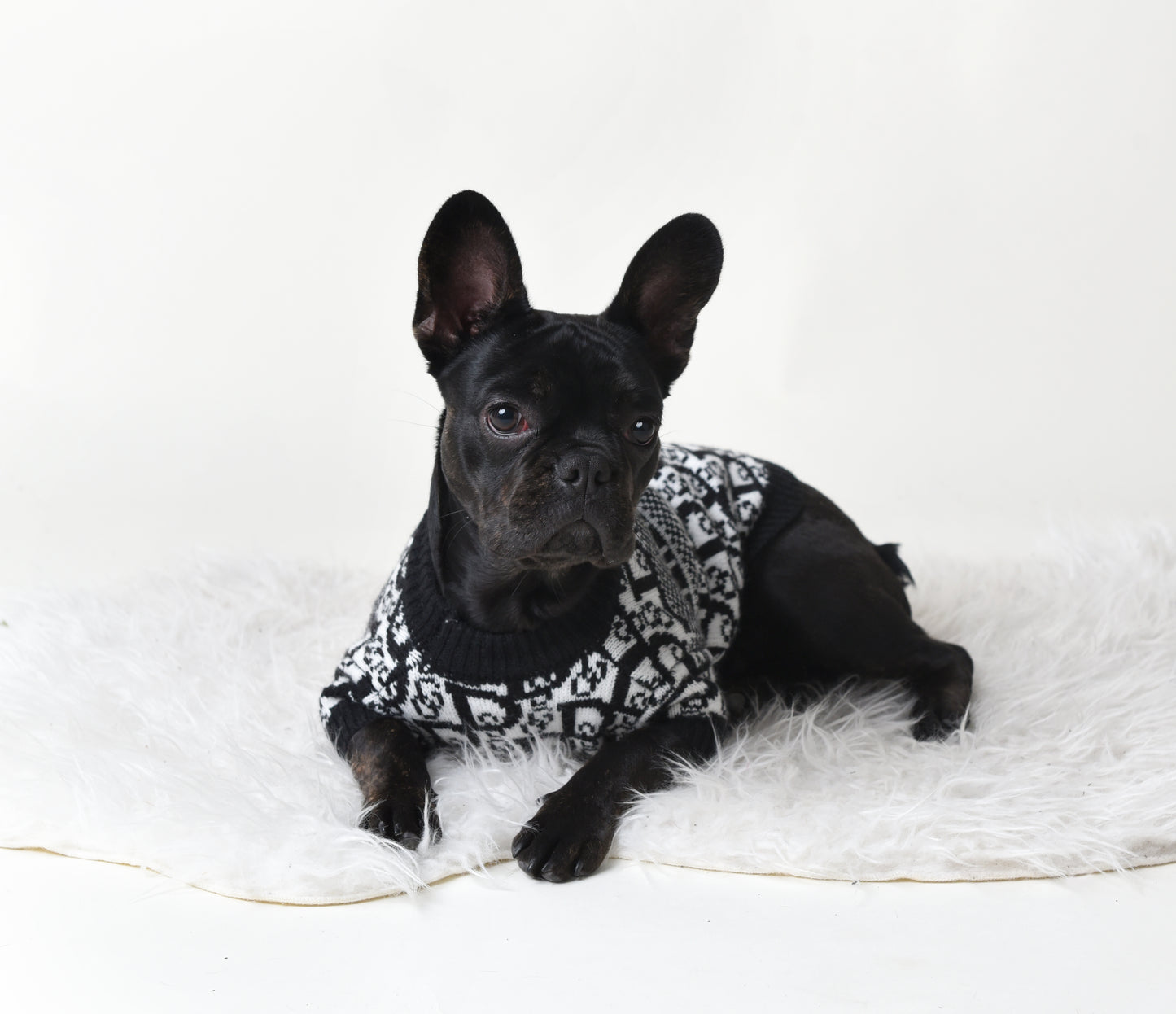 Chic cardigan canin