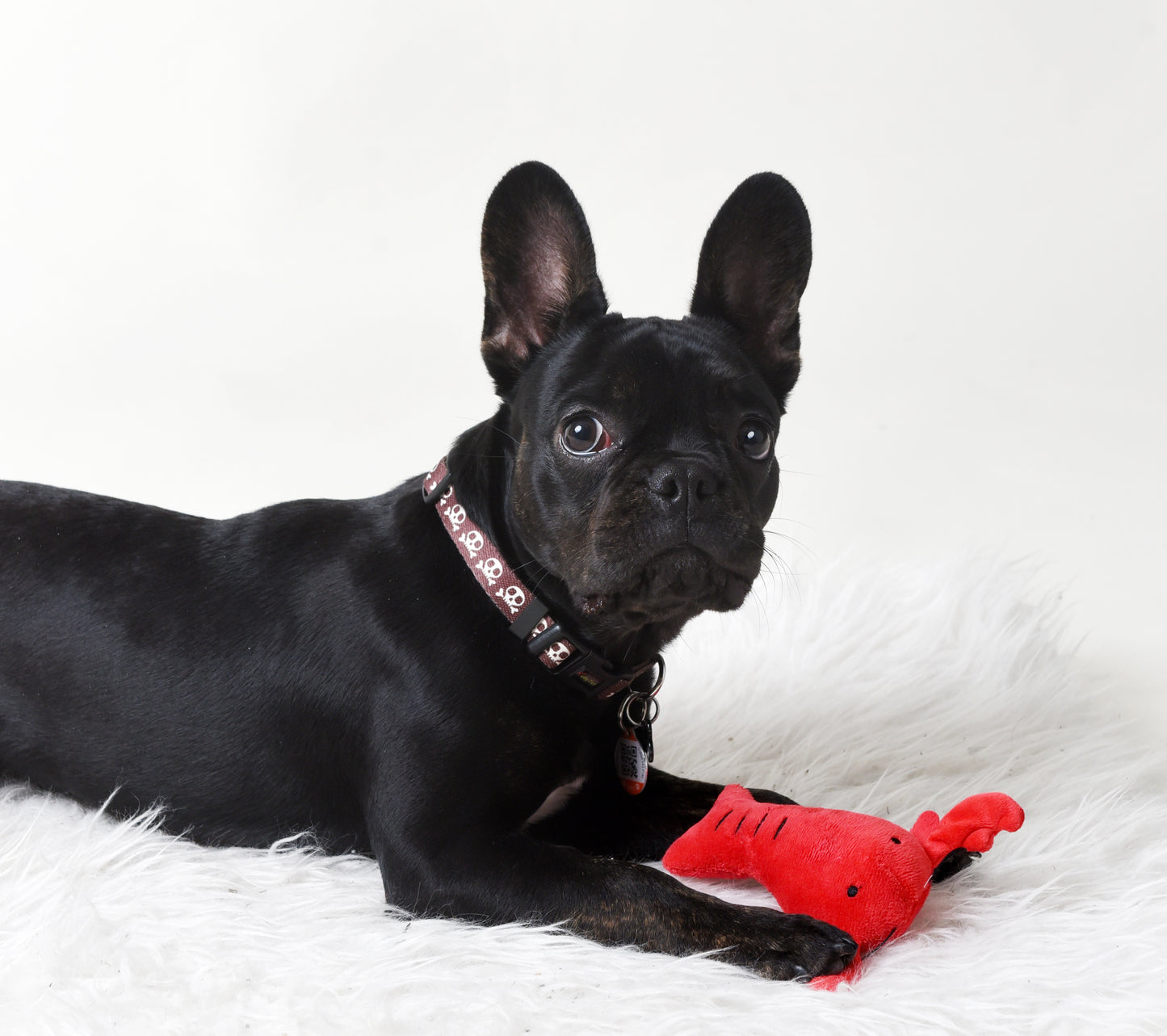 Jouet pour chien Homard rouge flamboyant 