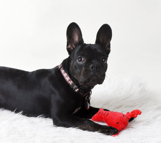 Collier pour chien avec imprimé tête de mort