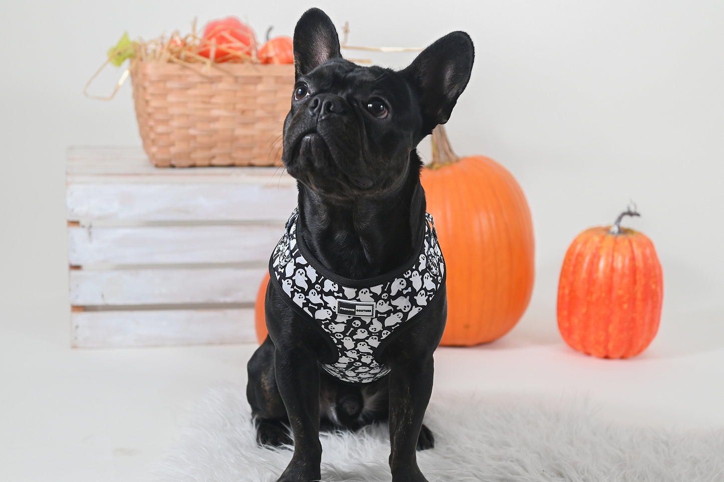 Harnais d'Halloween pour chien 