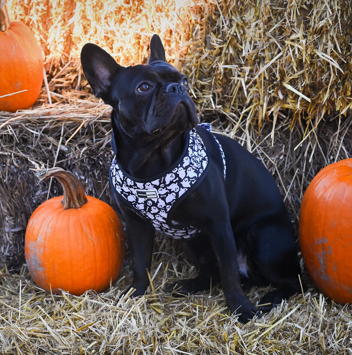 Halloween Dog Harness