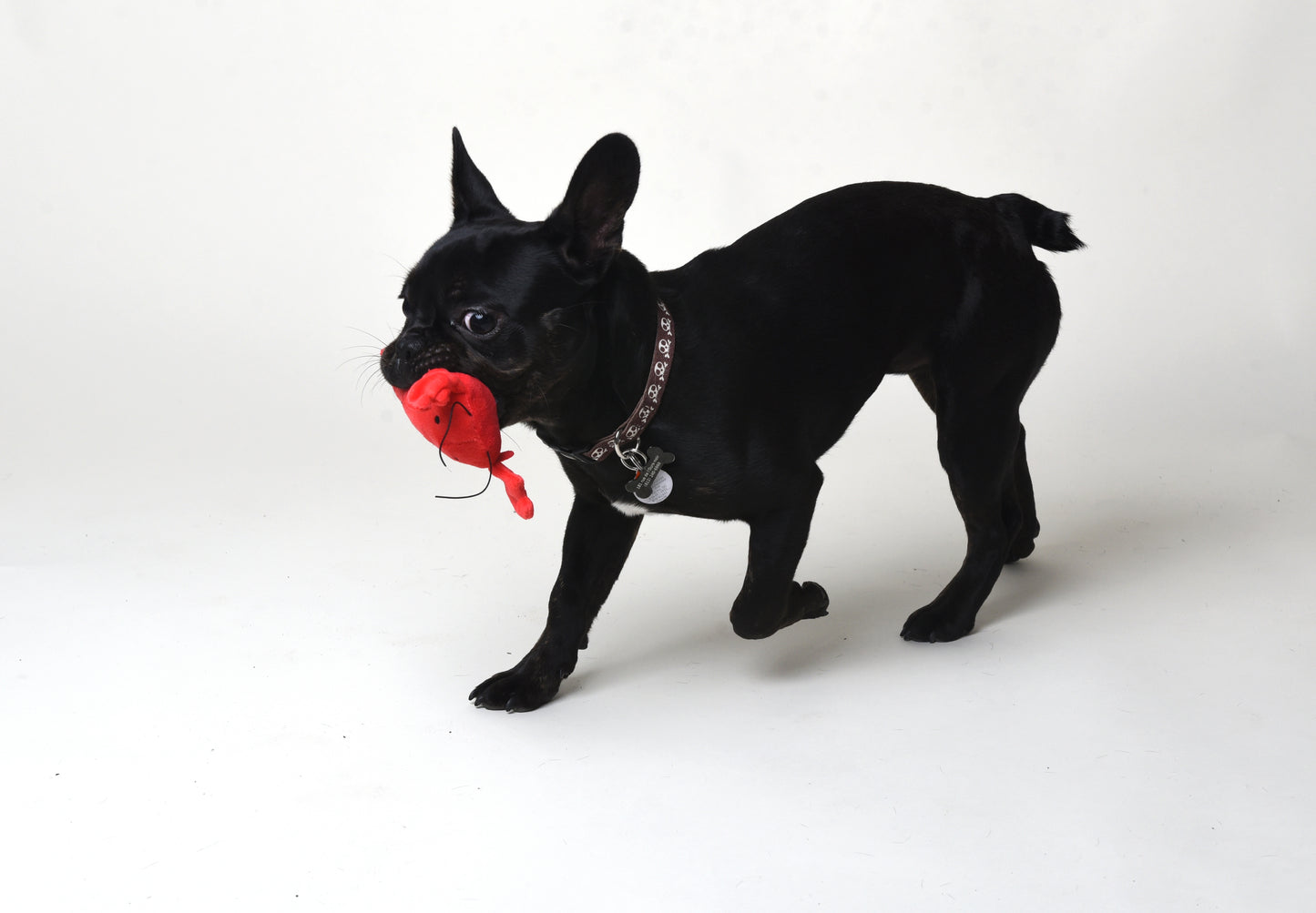 Jouet pour chien Homard rouge flamboyant 