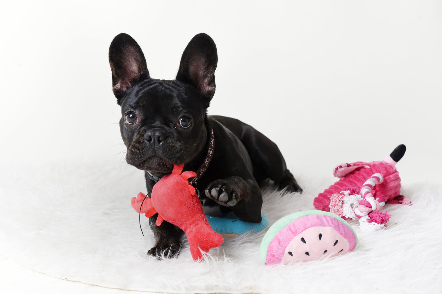 Savory Watermelon Toy